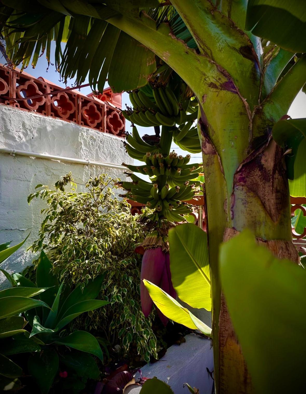 Casa Cucu Villa Tazacorte Exterior photo